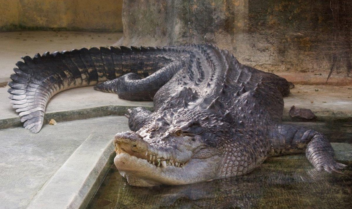 Veskimetsas elab seniajani krokodill Vanamees, kelle kodu oli ka Kadriorus.