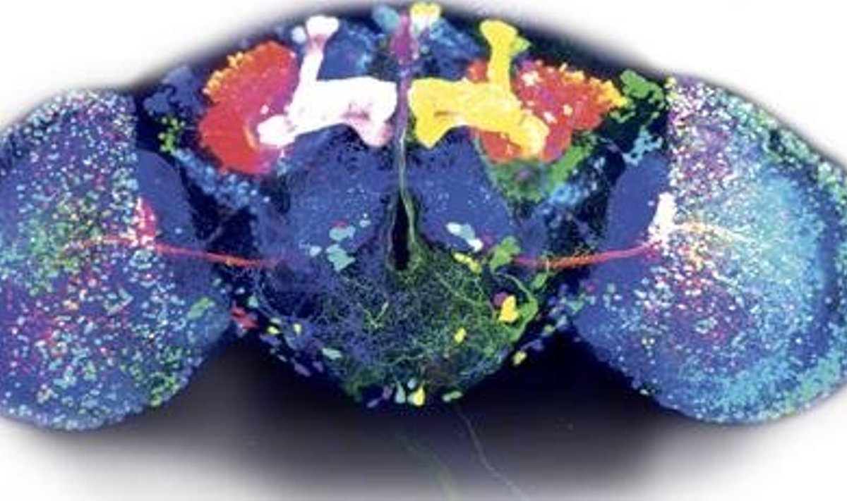 Värvid toovad äädikakärbse aju närviahelate virrvarri selgust. Autor Phuong Ghung, Stefanie Hampel, Julie H. Simpson, HHMI