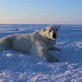 Jääkarud on tõsises nälga jäämise ohus