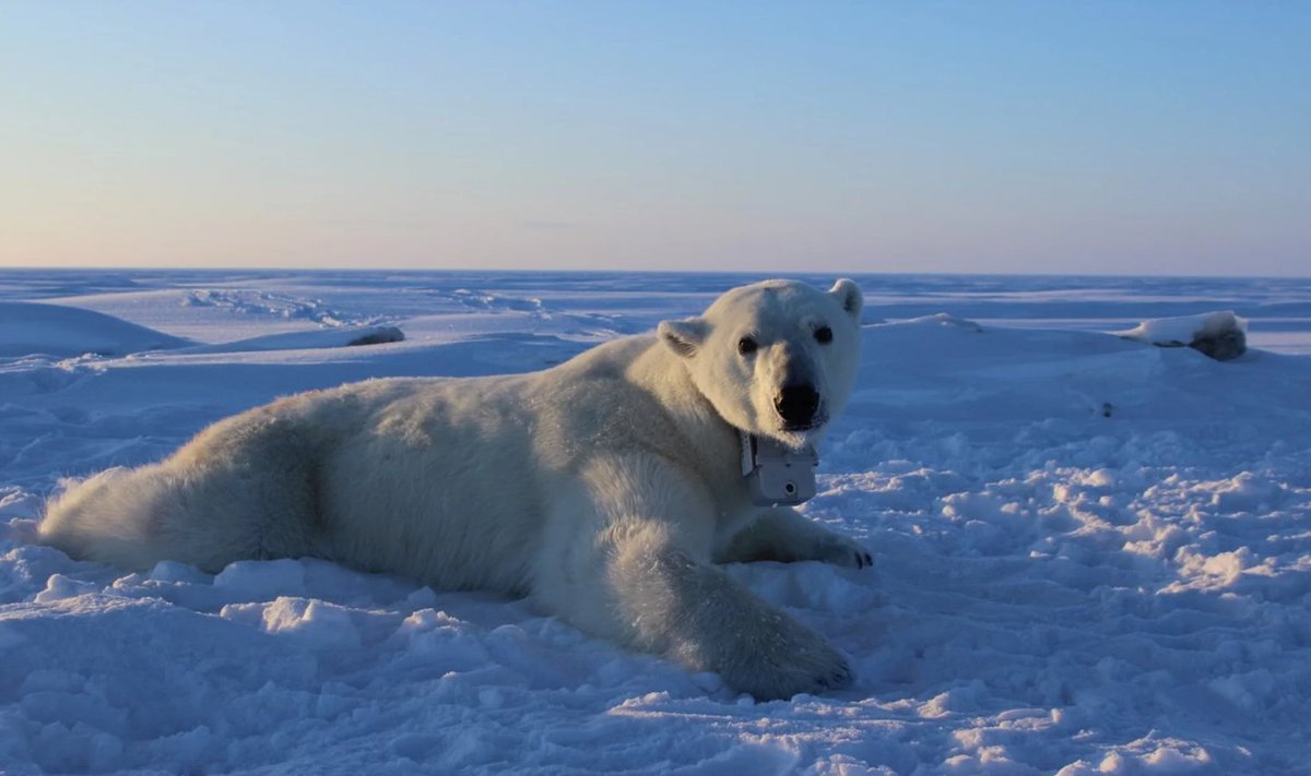 Suur emakaru puhkab Arktika merejääl. Tal kulub saagi leidmiseks üha enam energiat ja see ei pruugi talle piisavalt energiat tagasi anda.
