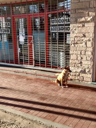 Koer Bianca raamatupoe ees