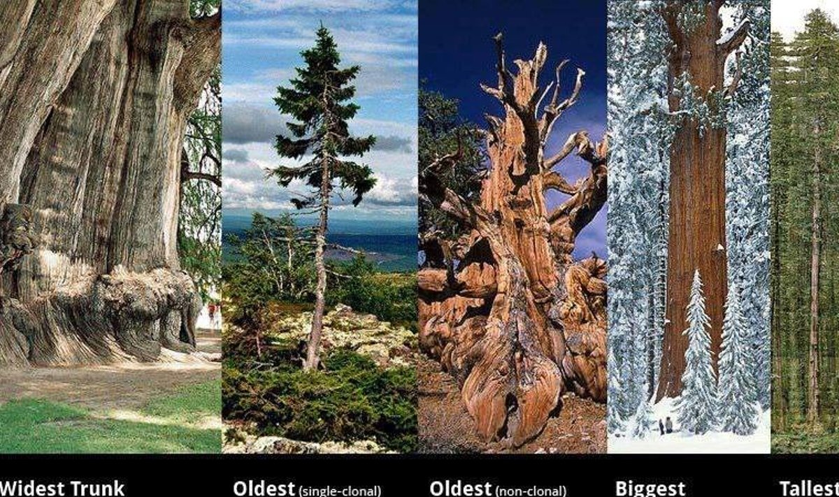 maailma vaniumad ja suuremad puud