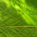 Maailma esimene biooniline taim - süsinik-nanotorud osalevad fotosünteesis