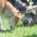 Hiiumaal tegutsev MTÜ avas loomateemalise blogi