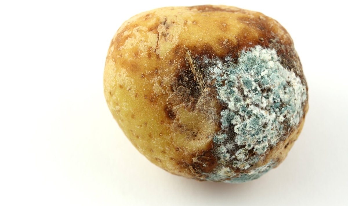 Koristamisel tuleb vältida mugulate muljumist, sest see muudab kartulid vastuvõtlikuks haigustele, mille tagajärjel langeb saagi kvaliteet.