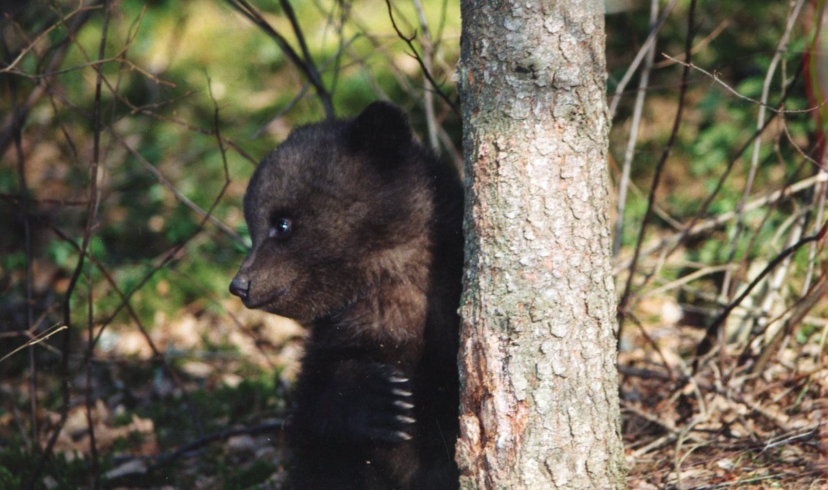 Karupoeg (foto on illustreeriv)