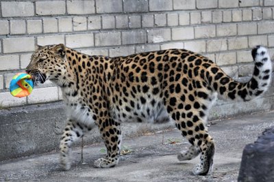 Leopard Muusi