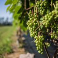 Maaülikool tahab Eesti viinamarjadest teha mitu korda tervislikumat veini kui prantslastel