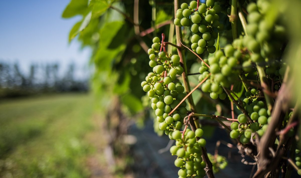 Maaülikooli Rõhu katseaiandi viinamarjad