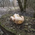 В Чернобыльской зоне отчуждения произошел пожар