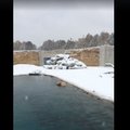 VIDEO | Jälgi mängu! Mida teevad selle lumega loomaaias uude koju kolinud jääkarud?