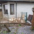 Kurikuulus Tartu koertevabrik tegutseb jälle! Naabrid on õues hõljuva haisu tõttu hullumas