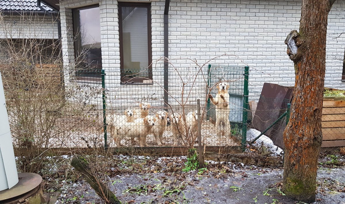 Aastate jooksul on juhtunud sedagi, et koerad pääsevad aiast plehku ja lähevad tänavale.