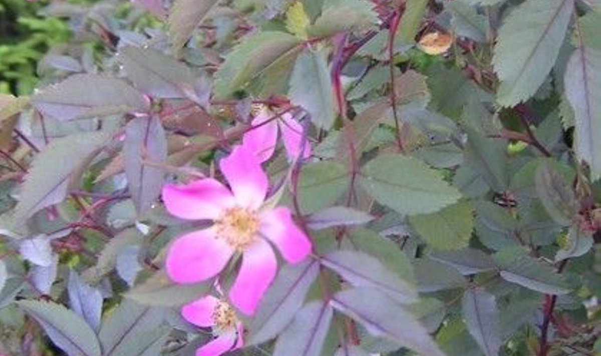 Punalehisel Rosa glaucal  on punakashallid lehed.