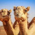 VIDEO | Hiina vana oaasilinna Dunhuangi lähedal alustas tööd maailma esimene valgusfoor kaamelitele