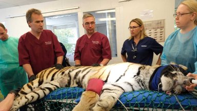 Tiiger Pootsman taastub eile tehtud anesteesiast, kuid Tiigriorus saab juba jalutada