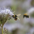 Loomakaitsjad soovitavad: on aeg ka Tallinnas mesindusega tegelema hakata!