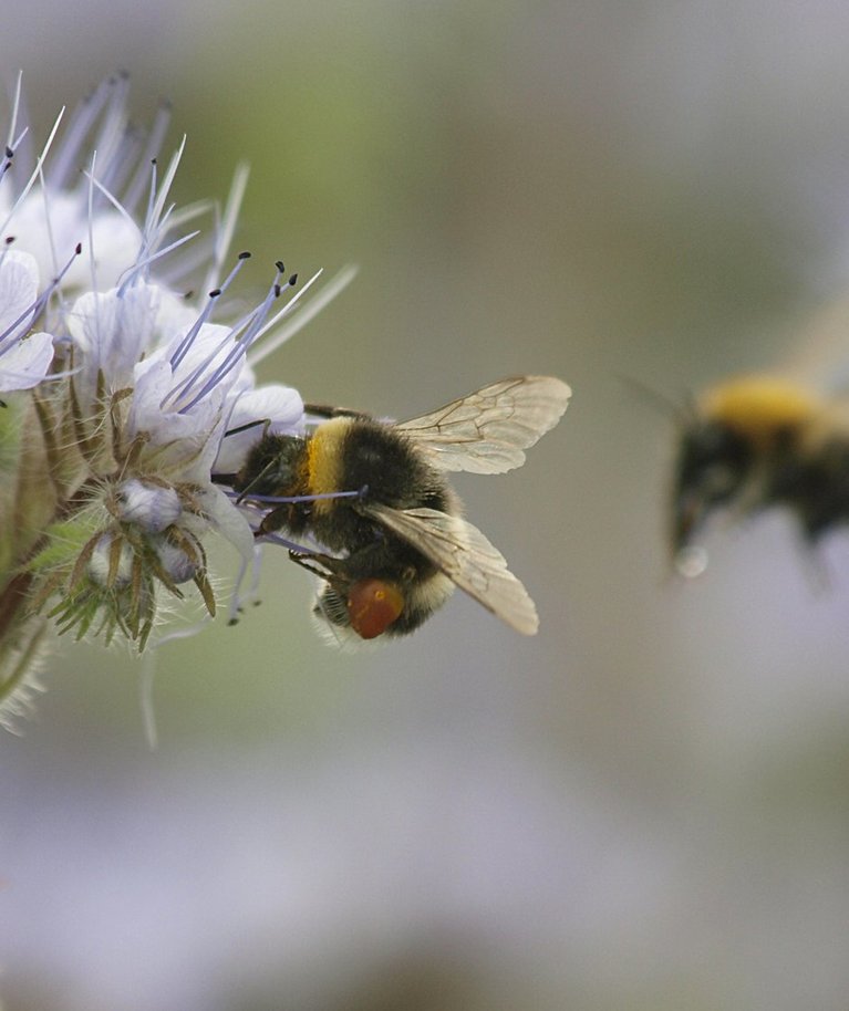 Mesilased ja kimalased kuuluvad samuti bioloogiliste taimekaitsjate hulka.