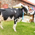 30 AASTAT edulugu | Lehmade arv kahaneb, aga piimatoodang kasvab