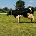 „Maagiline 100 kg piima päevas on nüüd ületatud.“ Sündinud on uus Eesti rekordlehm