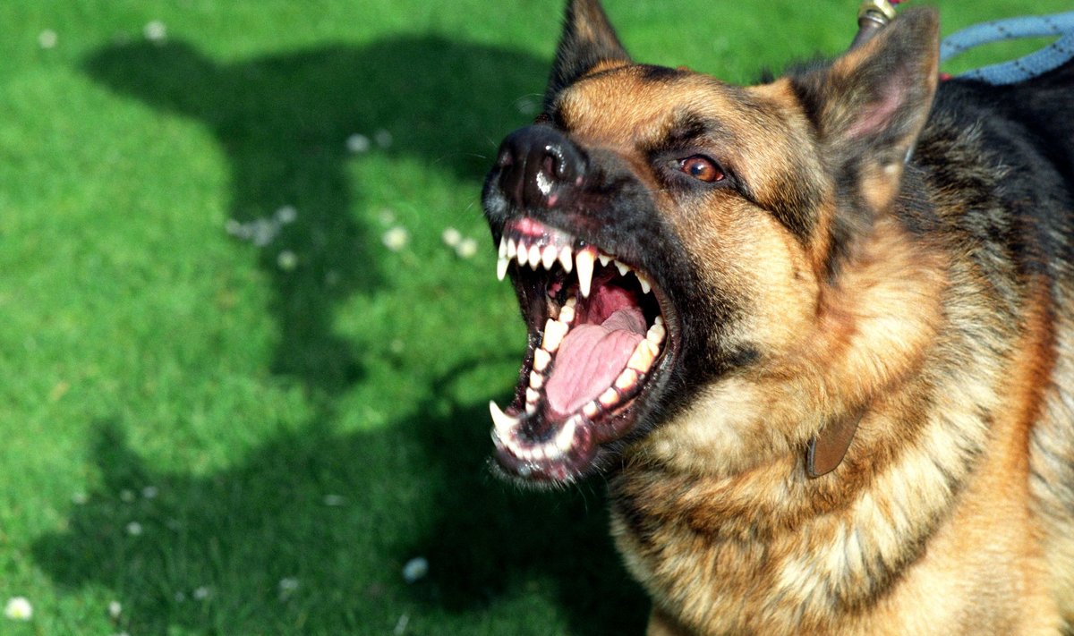 „Ükski koer ei sünni maailma agressiivsena,“ arvab koerte koolitaja, et tõuge ei tohiks ohtlikkuse alusel liigitada.