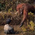 ARMAS FOTO | Ikkagi sugulane: orangutan pakub vette kukkunud inimesele abi
