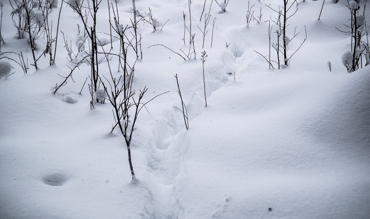 Lumi on hõlbustanud hundijahti ja ka nende arvukuse kohta andmete kogumist.