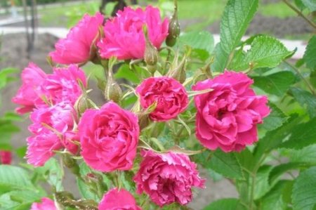 Kurdlehine roos ‘F. J. Grootendorst’.