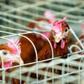 Linnukasvatajate seltsi juht: roheliste nõuded kana- ja munakasvatusele on ebamõistlikud