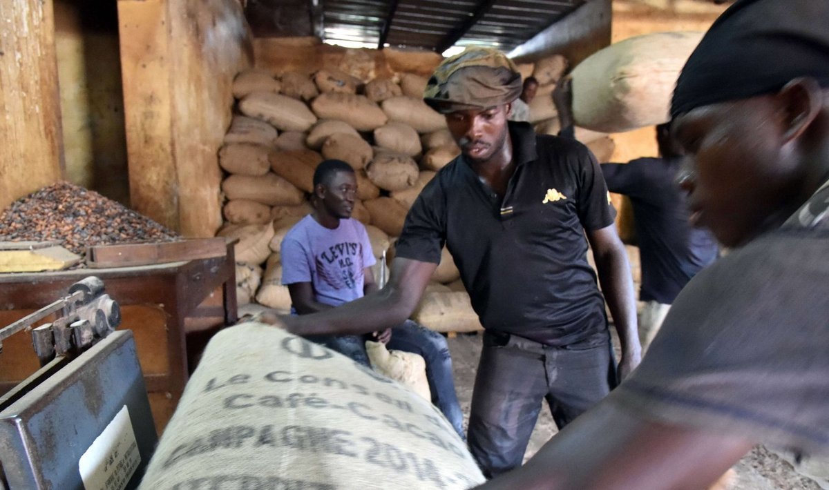 Kakaoubade koti kaalumine Cote d'Ivoires Gagnoa laos
