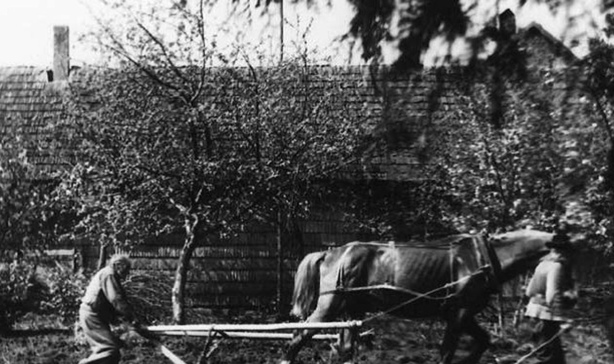 Nii aeti ette kartulivagusid koduaias 1954. aasta mais. Hobust juhib Peeter Savi, harkadra taga on vend Jüri.