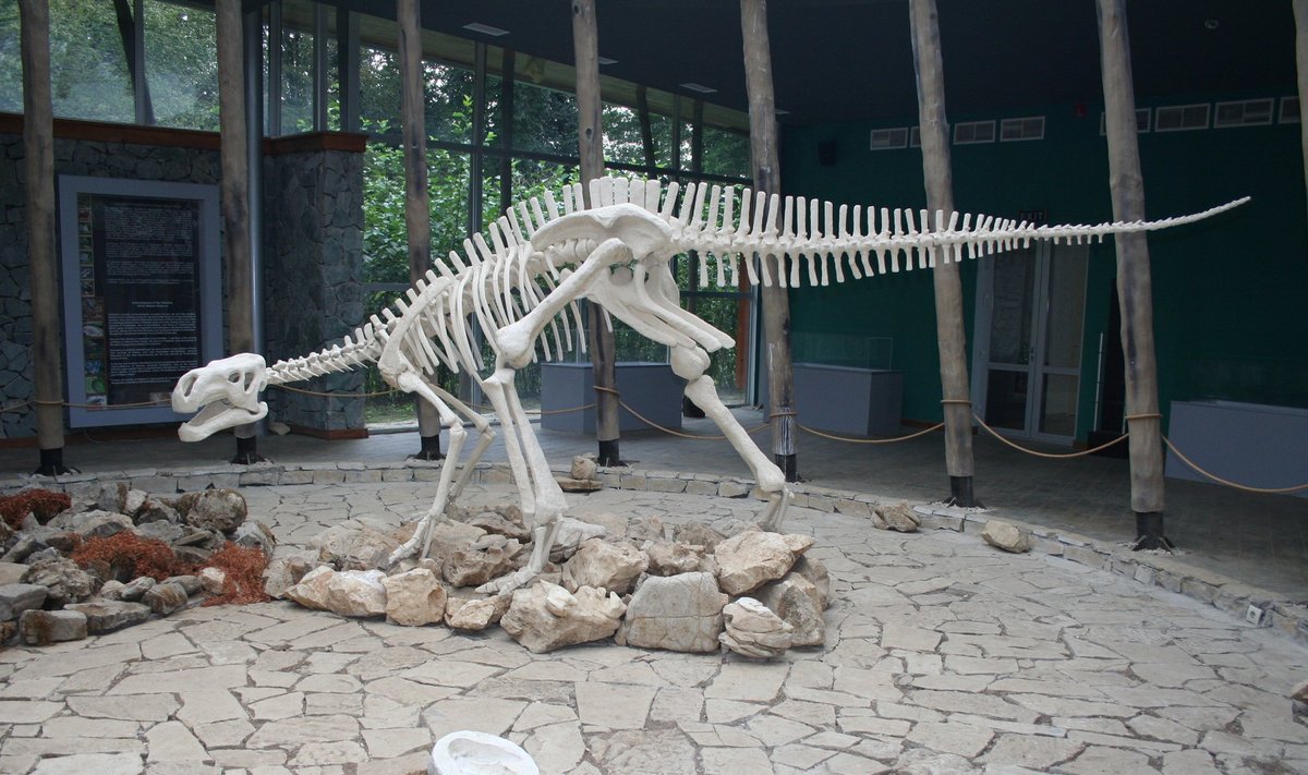 Dinosauruse skelett. Foto on illustratiivne.
