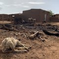 ÜLEVAADE | Paisuva elanikkonna, kahaneva põllumaa ja madala kirjaoskusega Mali on äärmuslastele ideaalne taimelava