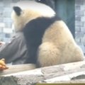 Superarmas VIDEO: Pandamõmmik kallistab talitajat ja poseerib selfie jaoks