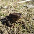КАРТА | Весенняя миграция лягушек вновь перекроет движение на Астангу