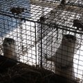 ANNA OMA PANUS: Rahvusvaheline petitsioon kutsub Eestit üles keelustama karusloomafarme