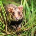 Hamstrihammustus tappis kahe lapse nähes nende ema