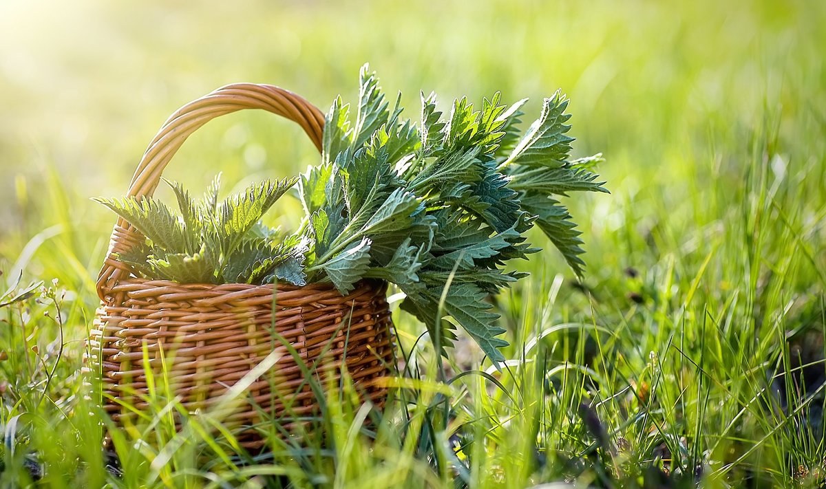 Nõges on kevadel üks esimesi taimi, millest saab vitamiine ja muid kasulikke aineid.