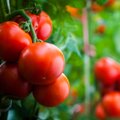 Садоводам-любителям в Эстонии удается выращивать помидоры весом до 1,5 кг