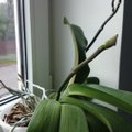 Orhidee kasvatab õievarre otsa hoopis poja!