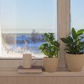 Сырости больше не будет: как избавиться от конденсата на окнах с помощью комнатных растений