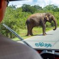 Seiklus Sri Lankas: kellele siin teel jõud ja õigus kuulub, võib järeldada mitmel pool ümber lükatud liiklusmärkidest