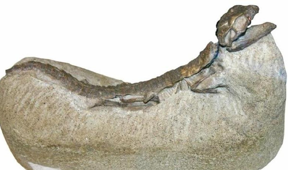 Hoplosuchus kayi
