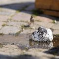 У голубей в Финляндии обнаружили опасный вирус. Может ли он дойти до Эстонии?
