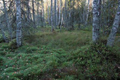 See kuivendatud sohu kasvanud mets ootab oma saatust, mille otsustamisel räägivad kaasa looduskaitsjad, teadlased ja maaomanik.