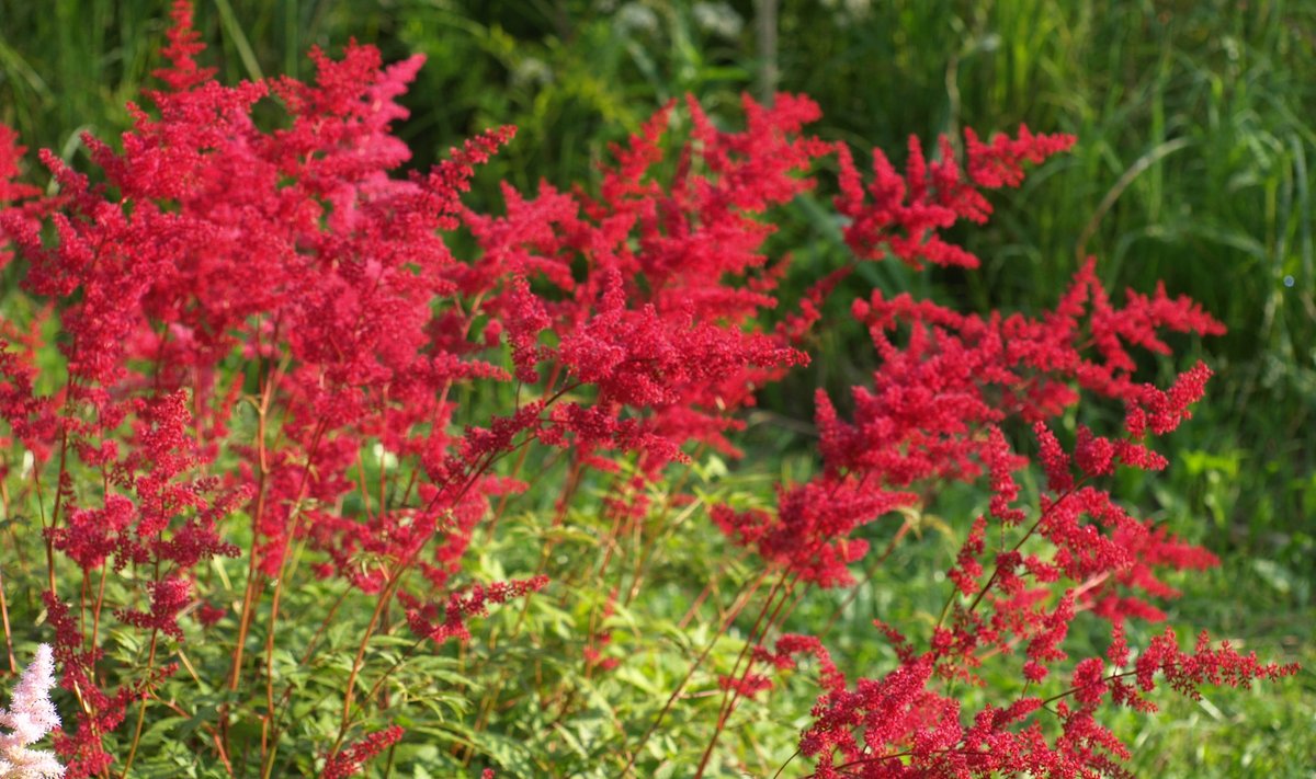 Punaste õitega astilbe on väga efektne.