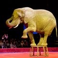 Эстония запретила эксплуатацию диких животных в цирках