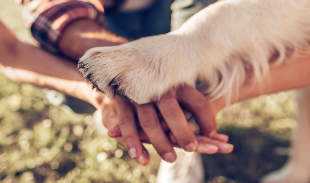 Hands,And,Paws,Of,All,Family,Members.,Father,,Mother,,Daughter