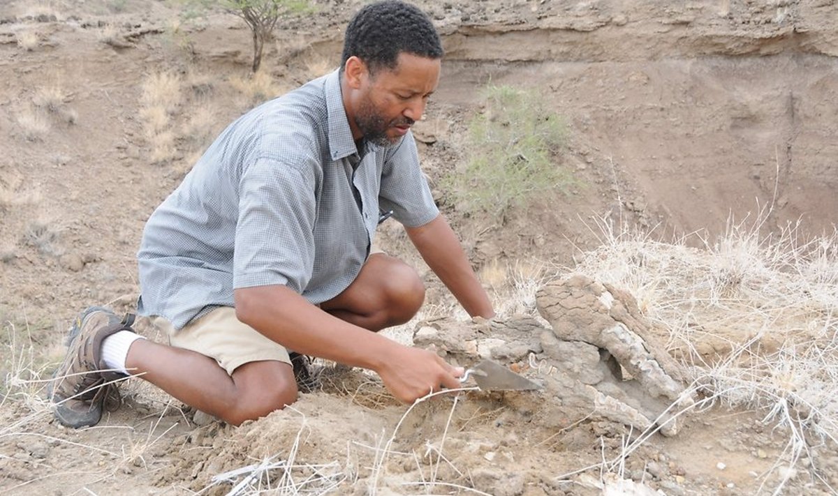 Etioopiast leitud tööriistajälgedega fossiliseerunud imetajaluud