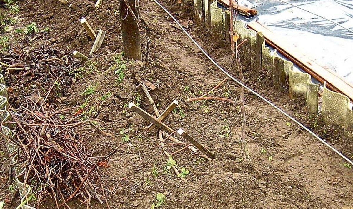 Pildil on näha kolme minu kasutatavat viisi viinapuude talvitamiseks. Enamik oksi on kaetud mullaga, puudub vaid soojustusmaterjal paljaskülma korral. Pildi keskosas on mahapainutatud oksad, mis kaetakse kõrvalolevate lõikusjäätmetega. Üks oks on jäetud püsti külmataluvuse kontrolliks. FOTO: JAAN KIVISTIK